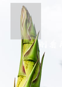 減刑看月份？真的這樣嗎？
